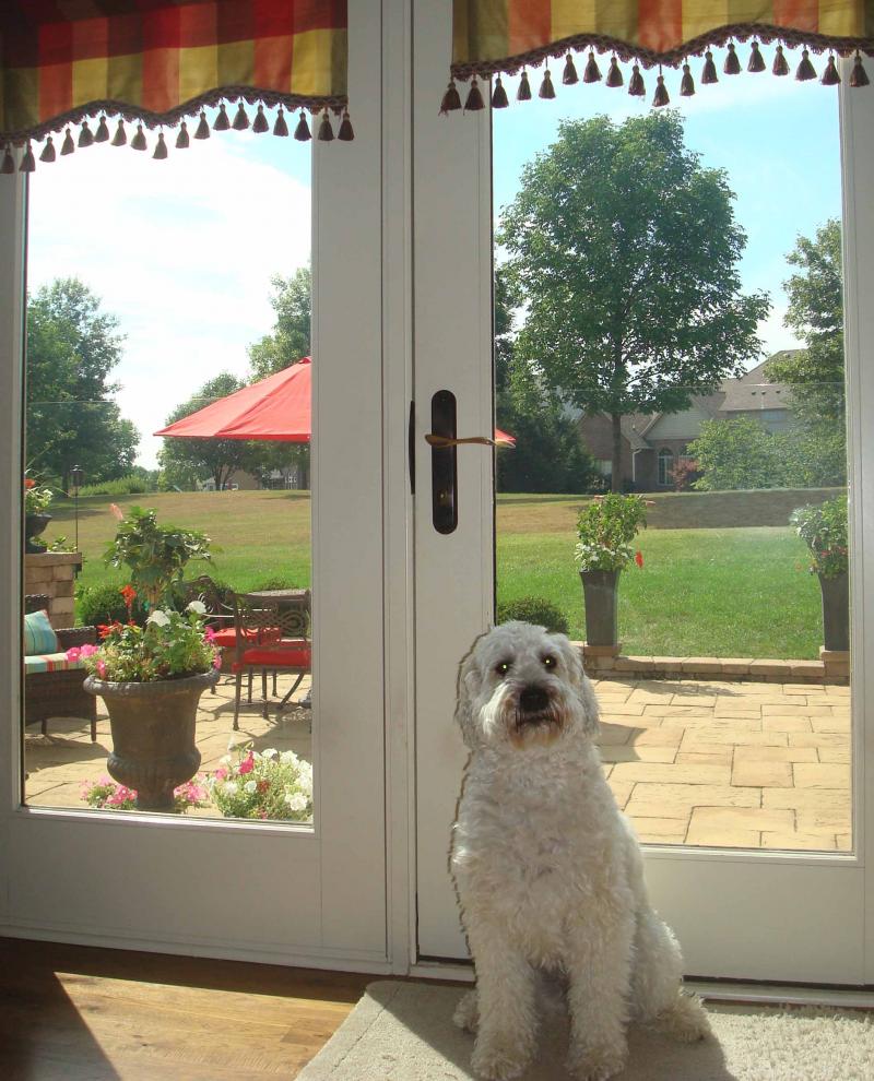 Lucky enjoying window tinting with security film to protect from scratches